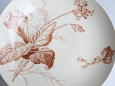 画像5: リュネヴィル コンポティエ  さくら草 (5)