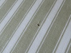 画像11: ティッキング ファブリック  セージ (11)